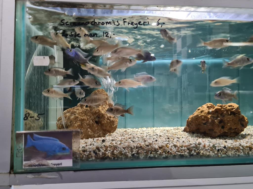 Sciaenochromis Freyeri Malawi Cichliden, Vis, Zoetwatervis