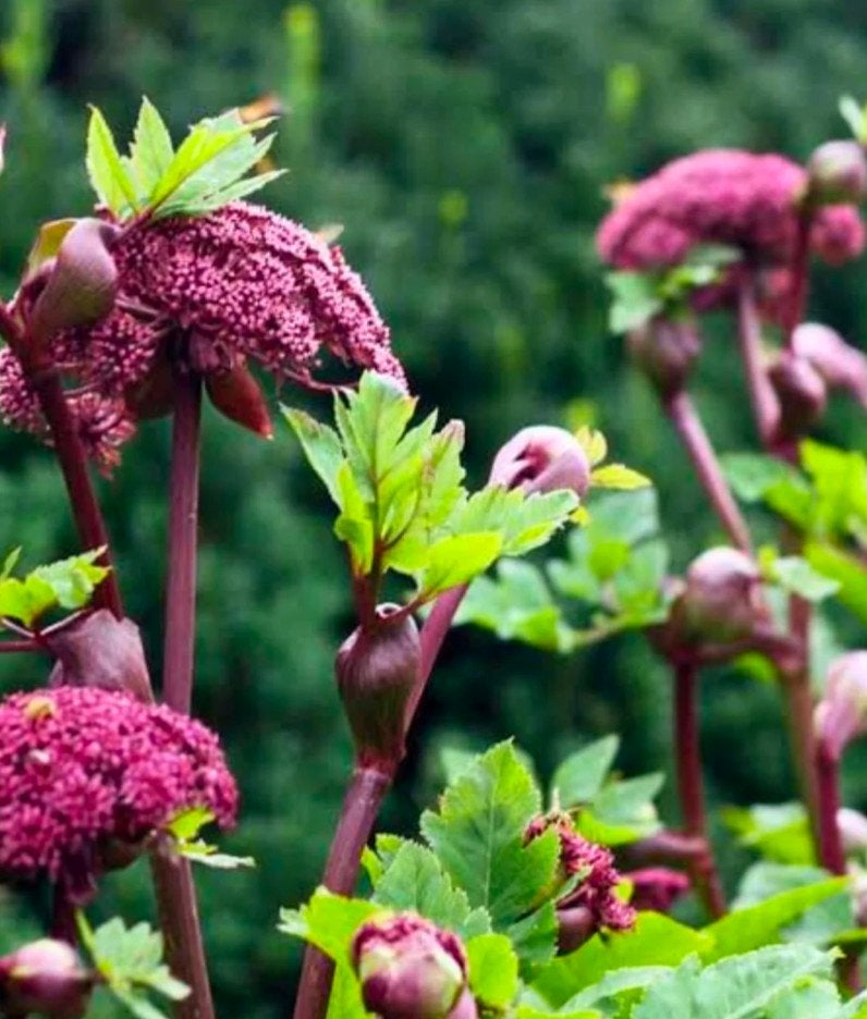 Koreaanse engelwortel (Angelica gigas) zaden, Ophalen of Verzenden, Najaar, Halfschaduw, Zaad