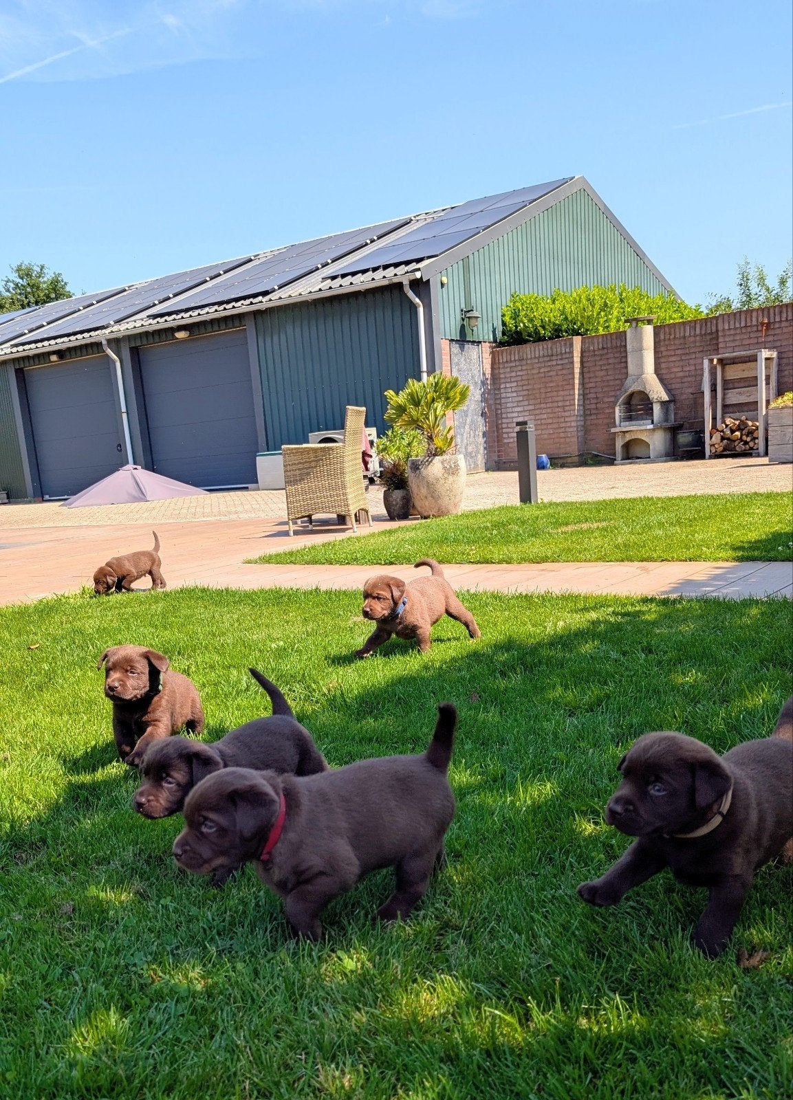 Bruine labrador puppies/puppy's, 8 tot 15 weken, Labrador retriever, Meerdere, Meerdere dieren