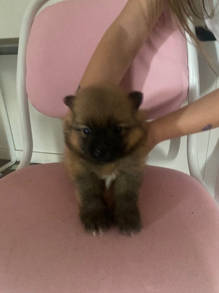 Pomeriaan keeshond, Reu, 8 tot 15 weken, Meerdere, Nederland