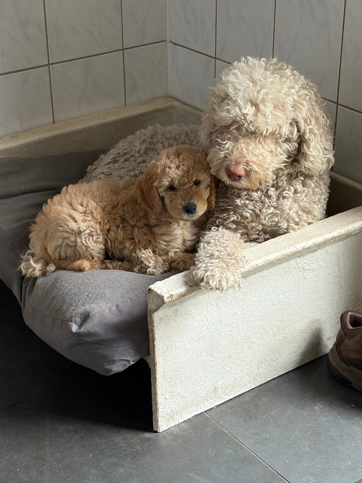 F4 medium labradoodles, 8 tot 15 weken, Meerdere, Meerdere dieren, Middel
