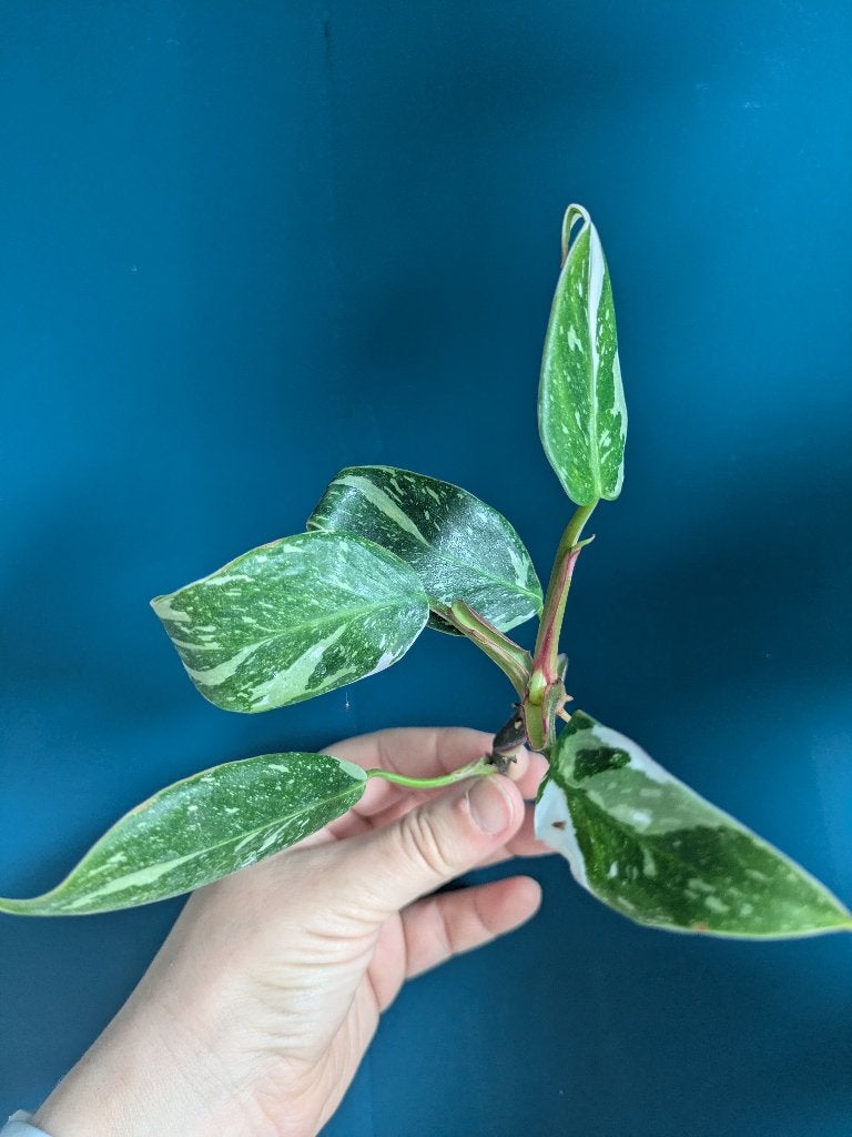 Philodendron White Princess stekken, Ophalen of Verzenden, Halfschaduw, Minder dan 100 cm