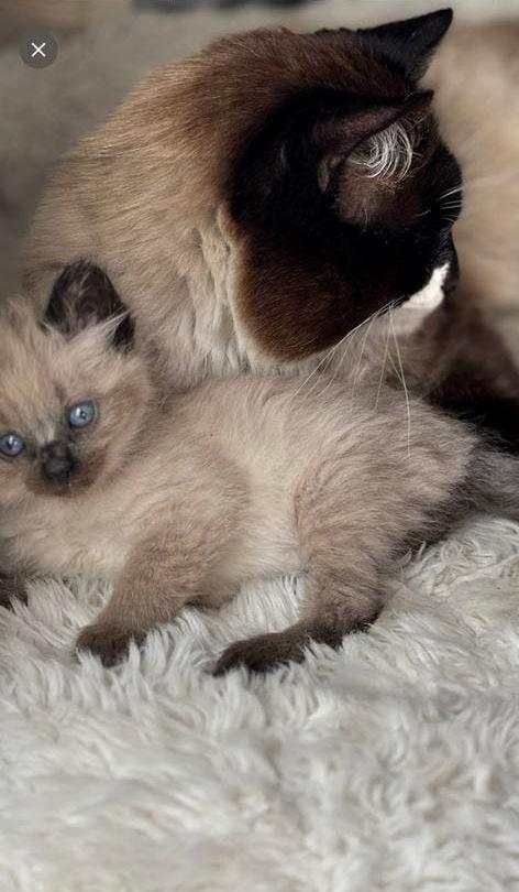 Prachtige Ragdoll kitens, Meerdere dieren, Ontwormd