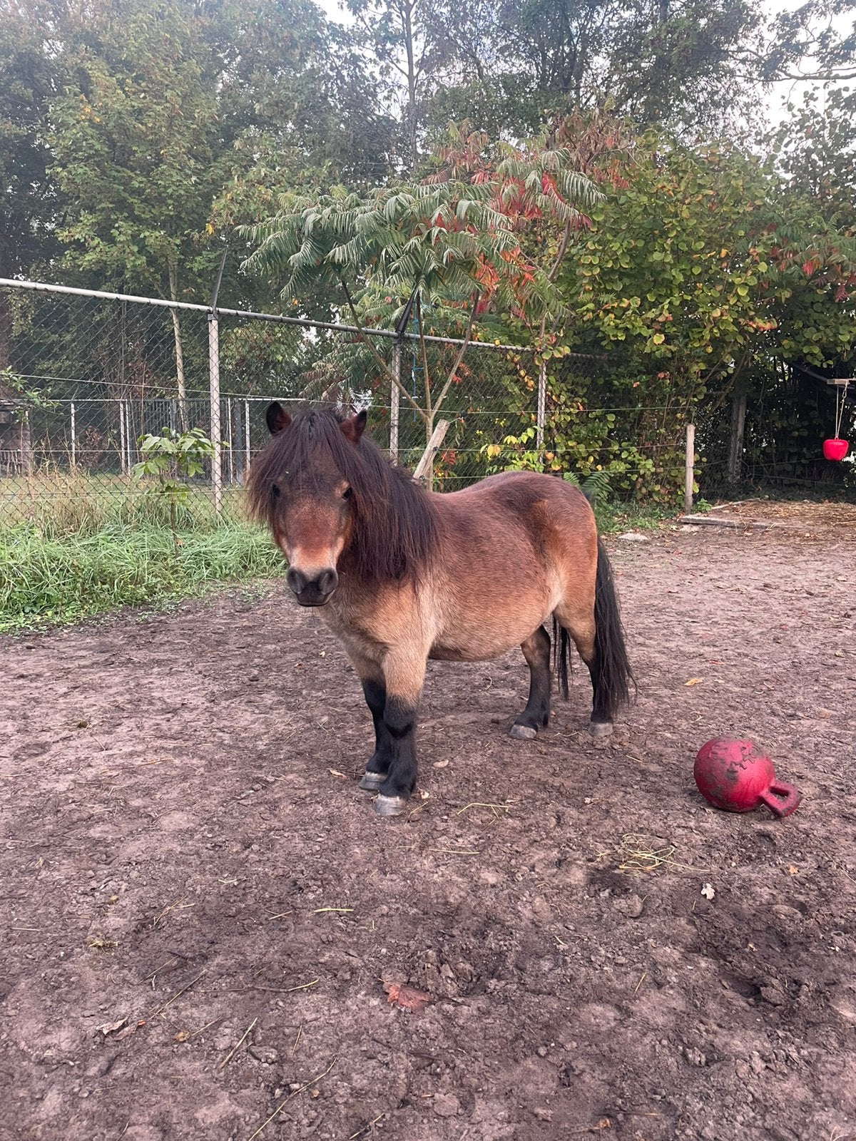 2 lieve minipony’s te koop – afzonderlijk verkrijgbaar, Dieren en Toebehoren, Ruin, A pony (tot 1.17m), Ontwormd, 0 tot 2 jaar