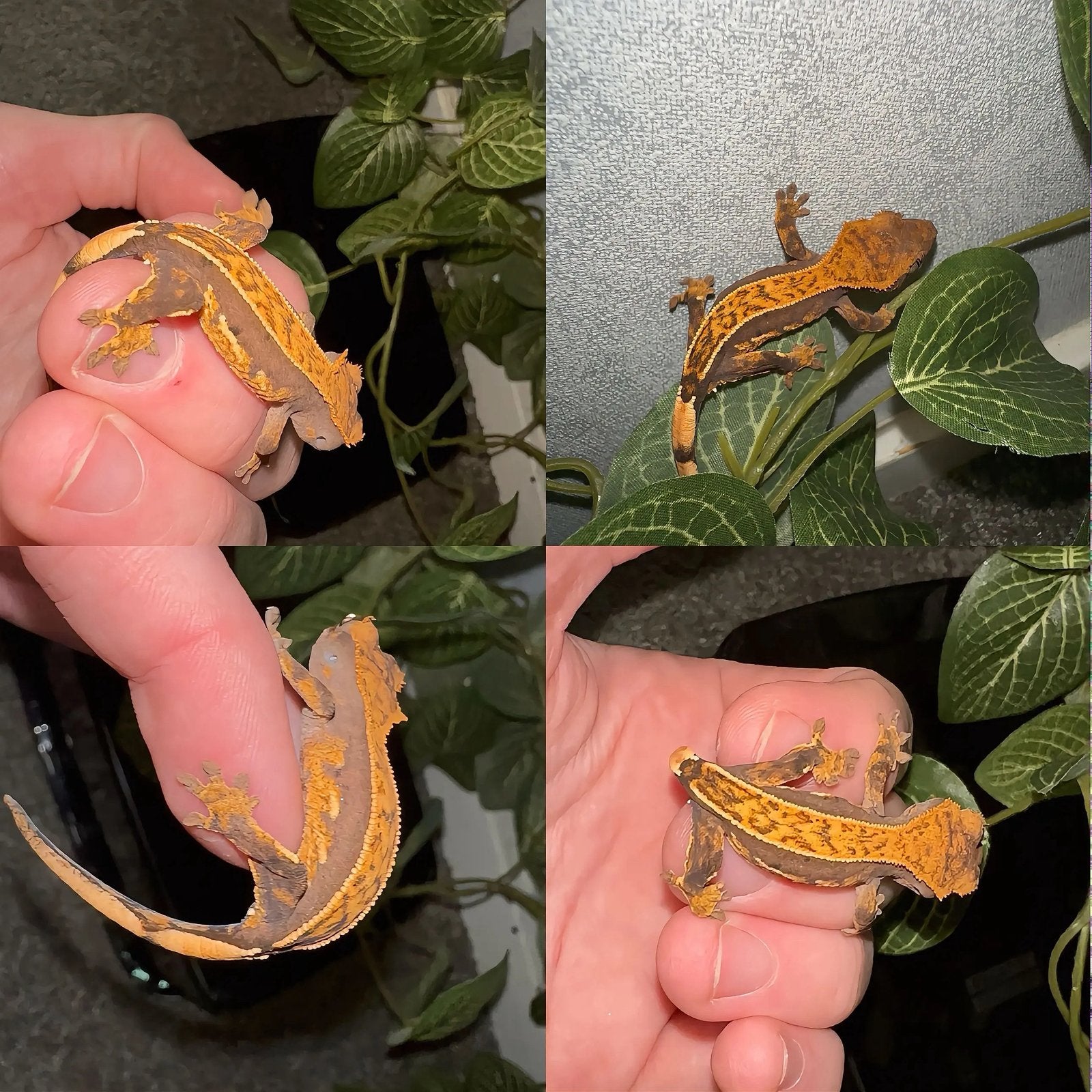 Wimpergekko baby, Hagedis, 0 tot 2 jaar