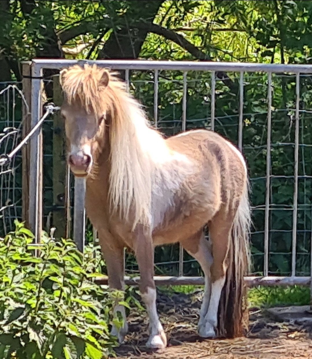NMPRS dekhengsten/merrie's, veulens. oa CHAMPAGNE, Meerdere dieren, A pony (tot 1.17m), Met stamboom, 3 tot 6 jaar