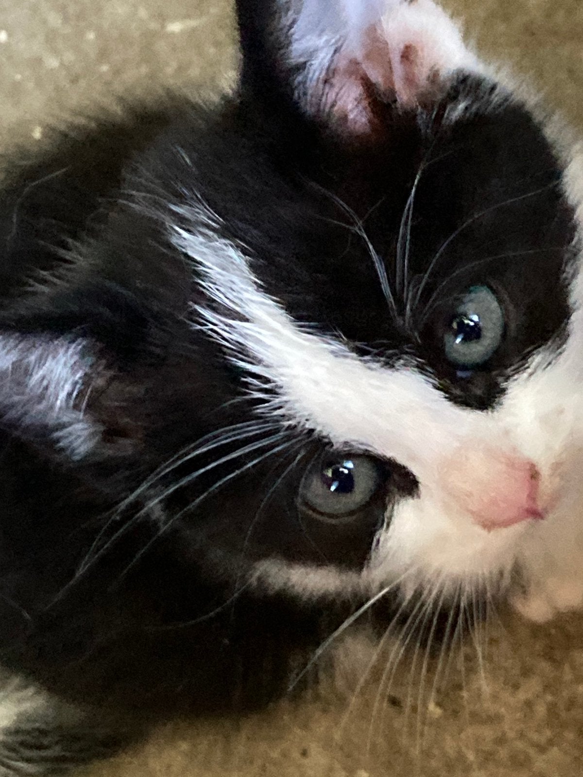 Prachtige boerderijkittens omgeving Schagen, Meerdere dieren, Kortharig, 0 tot 2 jaar