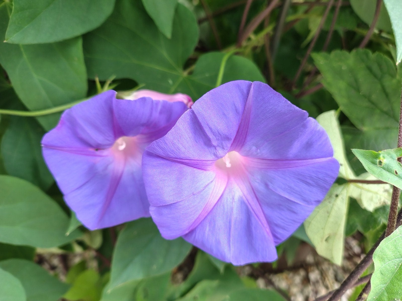 Prachtige Blauwe Klimmende Winde (Ipomoea Indica), Tuin en Terras, Ophalen, Volle zon, Vaste plant, Klimplanten