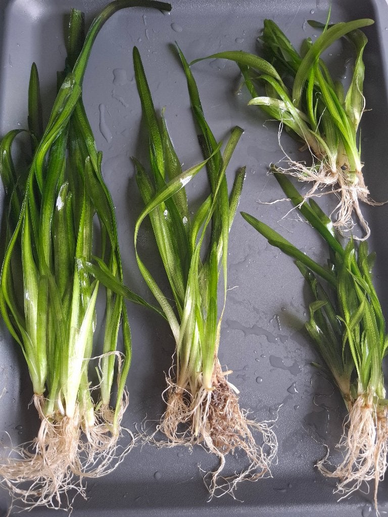 aquariumplant vallisneria spiralis, Dieren en Toebehoren, Ophalen, Inclusief planten, Nieuw, Plant(en), Steen of Hout