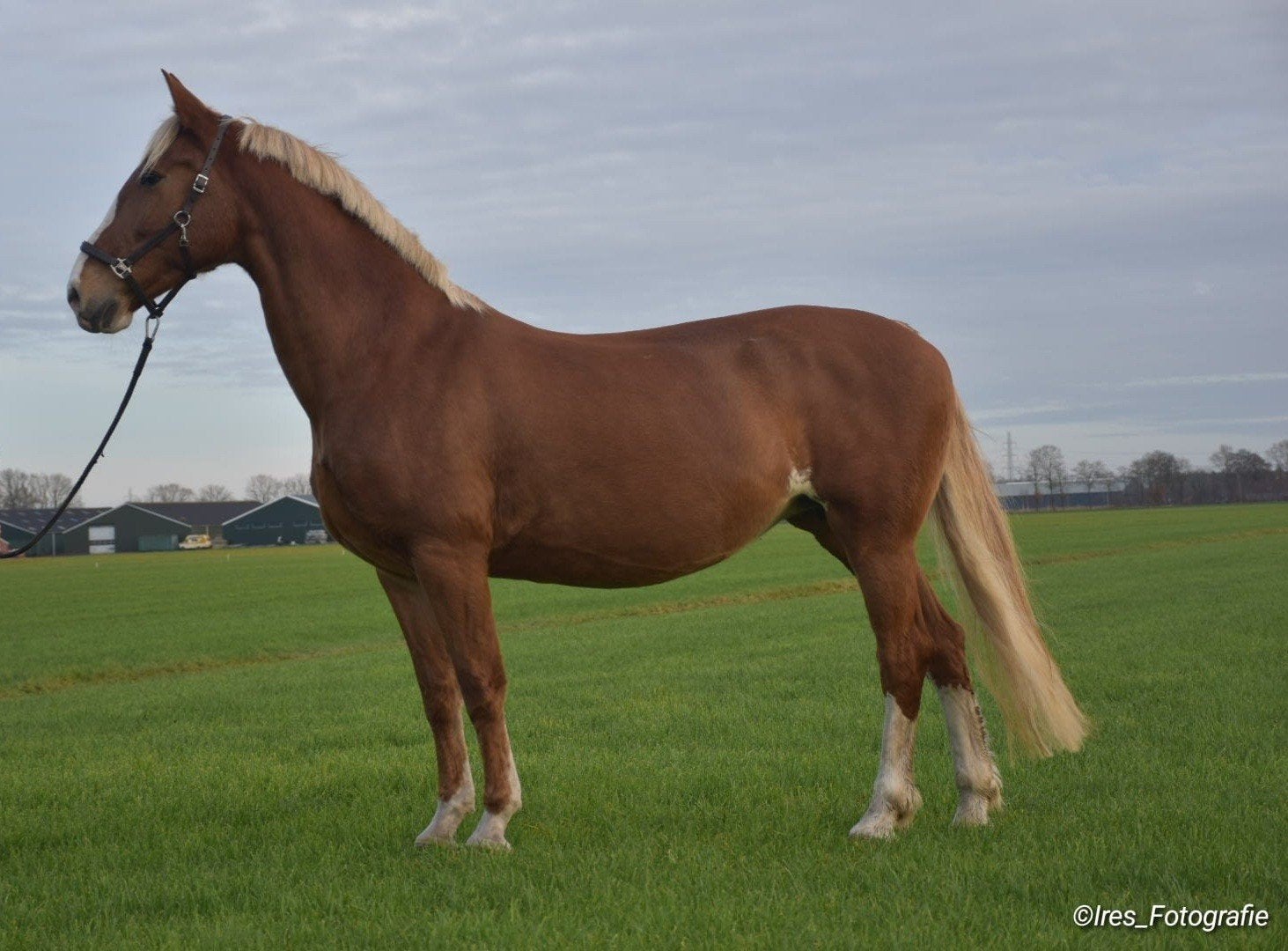 Tekoop: Drachtige Tuigpaard Ster Merrie!, Dieren en Toebehoren, Merrie, Met stamboom, Tuigpaard, 11 jaar of ouder