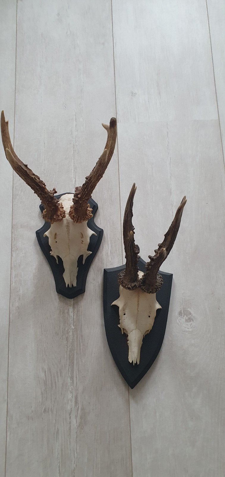 Reebok gewei 2 stuks op zwart schild 18 en 21 cm, Ophalen, Zo goed als nieuw, Hert, Schedel