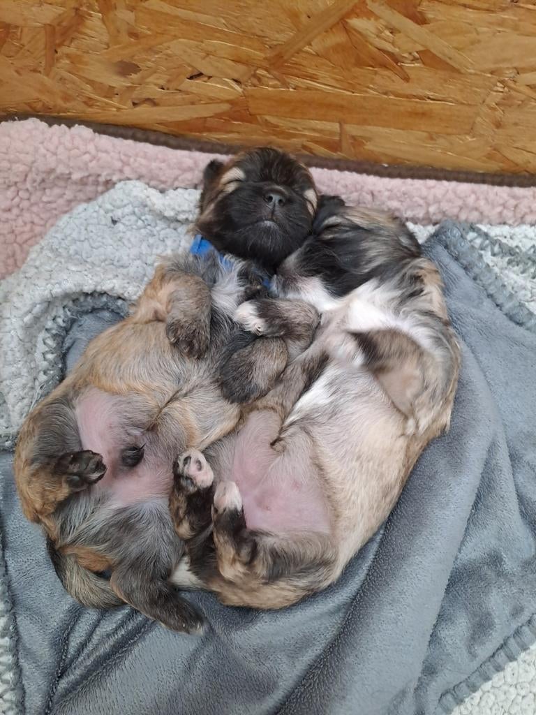 Boomertjes malteser shit shu ( geen poedel), Dieren en Toebehoren, Honden | Niet-rashonden, 8 tot 15 weken, Meerdere, Meerdere dieren
