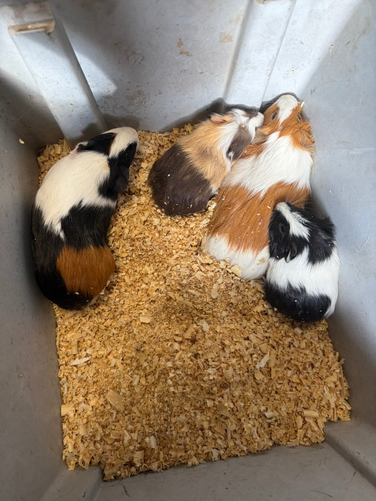 Cavia, Dieren en Toebehoren, Cavia, Augustus, Vrouwelijk, Tam