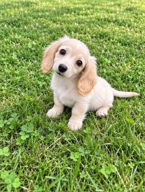 Cream kaninchen / dwerg teckel pups-klein, stoer & bijzonder, Dieren en Toebehoren, 8 tot 15 weken, Dwerg, Langhaar, CDV (hondenziekte)