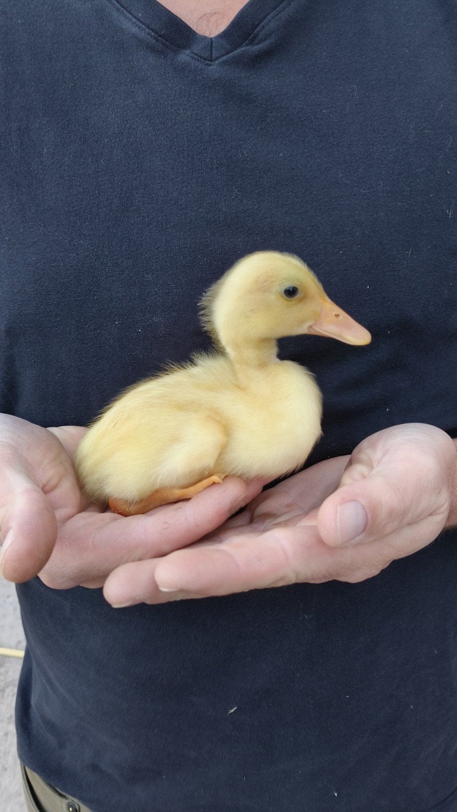 Indische loopeend kuikens, Geslacht onbekend, Tam