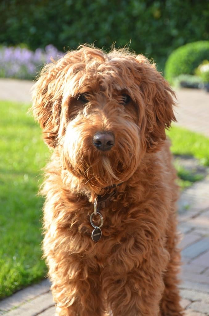 Australian labradoodle pups verwacht, Parvo, 8 tot 15 weken, Meerdere, Meerdere dieren