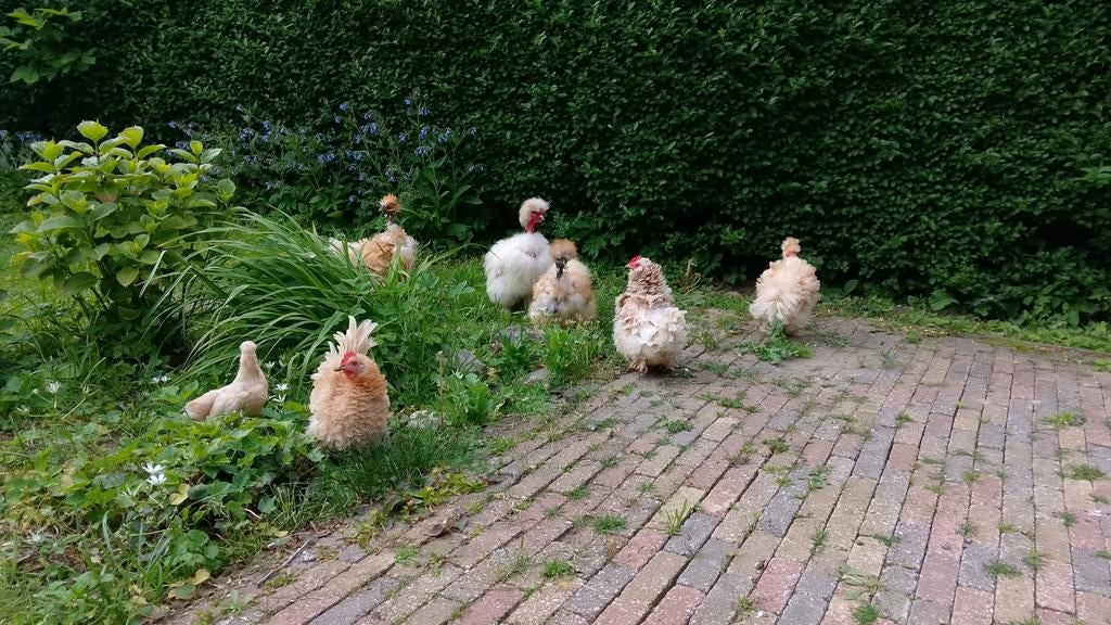 Sierkippen, Dieren en Toebehoren, Pluimvee, Vrouwelijk, Kip