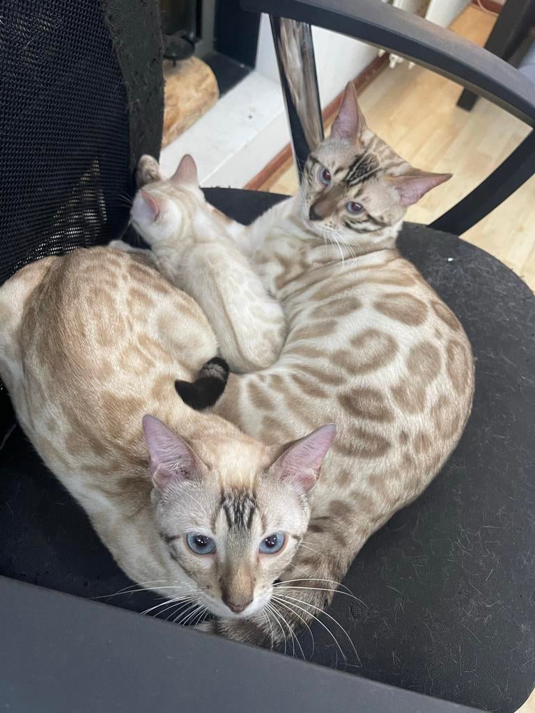 Exclusieve Snow Bengal (Dekkater) | Topstamboom & Patronen, Dieren en Toebehoren, Katten en Kittens | Raskatten | Korthaar, Kater