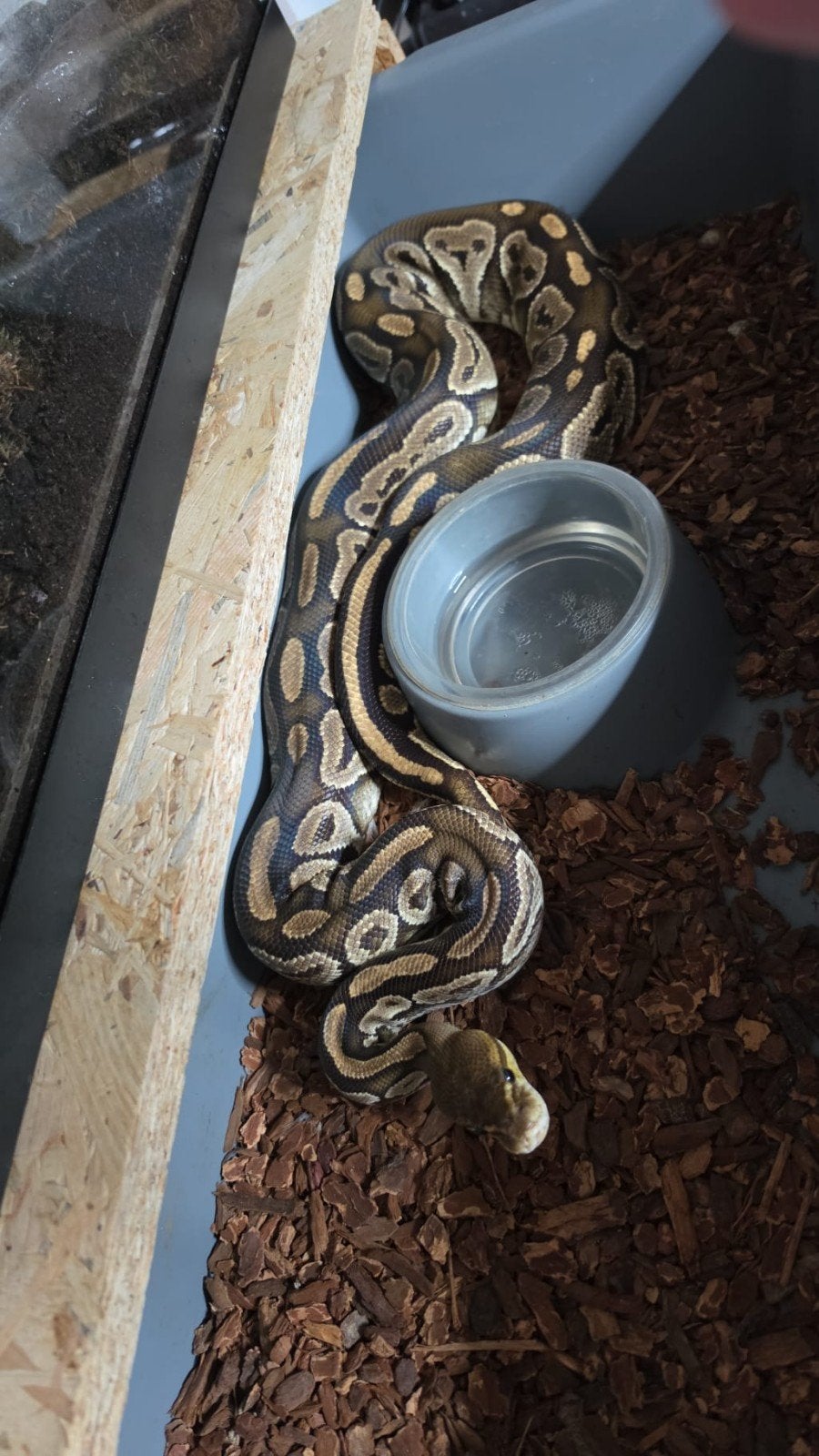 4 ball pythons inclusief rek. Ball Python photo 2