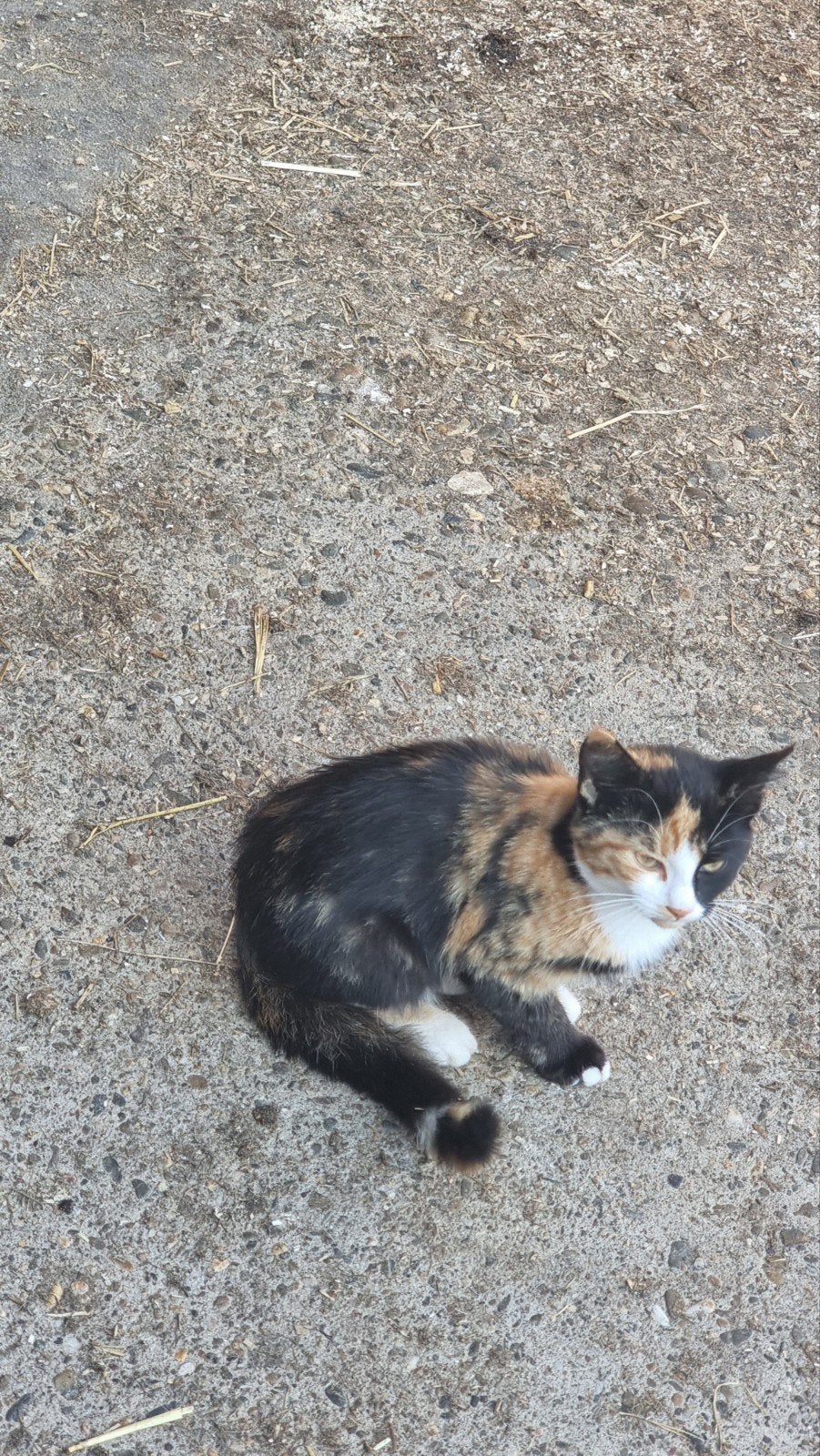Te koop lieve kitten, Dieren en Toebehoren, Meerdere dieren