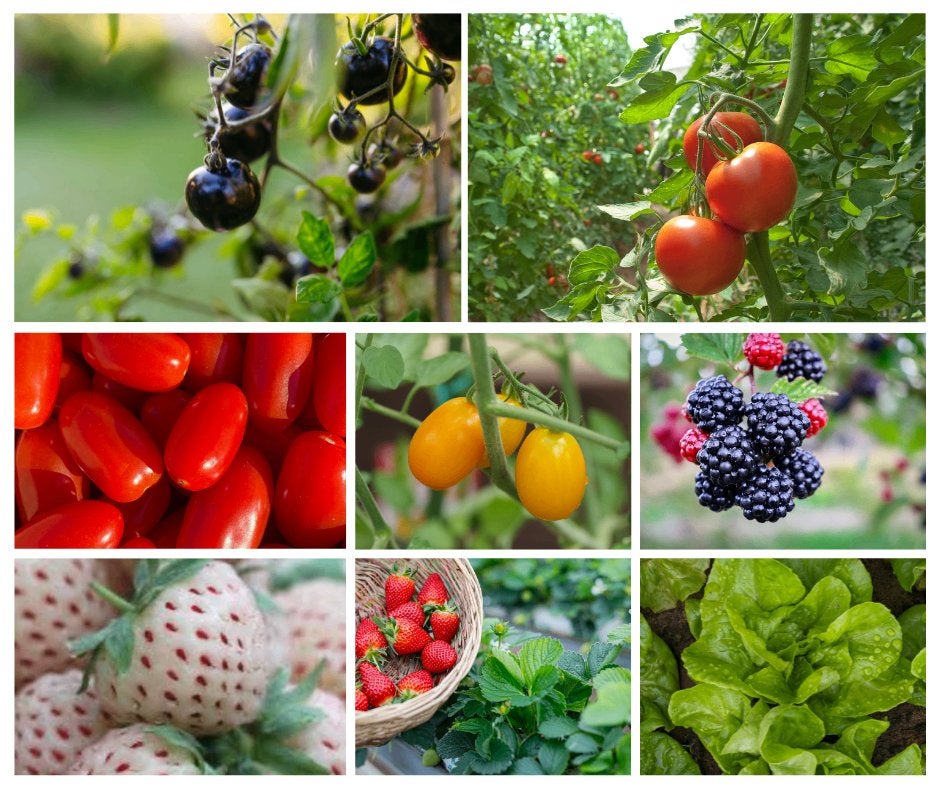 Verschillende moestuinplantjes, tomaat, aardbei, braam, sla,, Ophalen, Volle zon, Groenteplanten, Eenjarig
