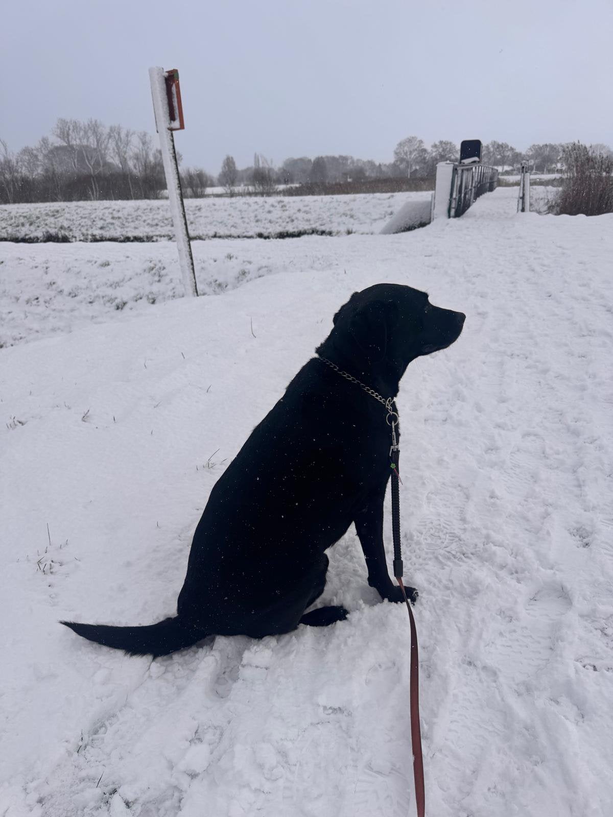 Liefdevol nieuw thuis gezocht voor onze Goofy, Dieren en Toebehoren, 6 jaar of ouder, Reu, CDV (hondenziekte), Labrador retriever