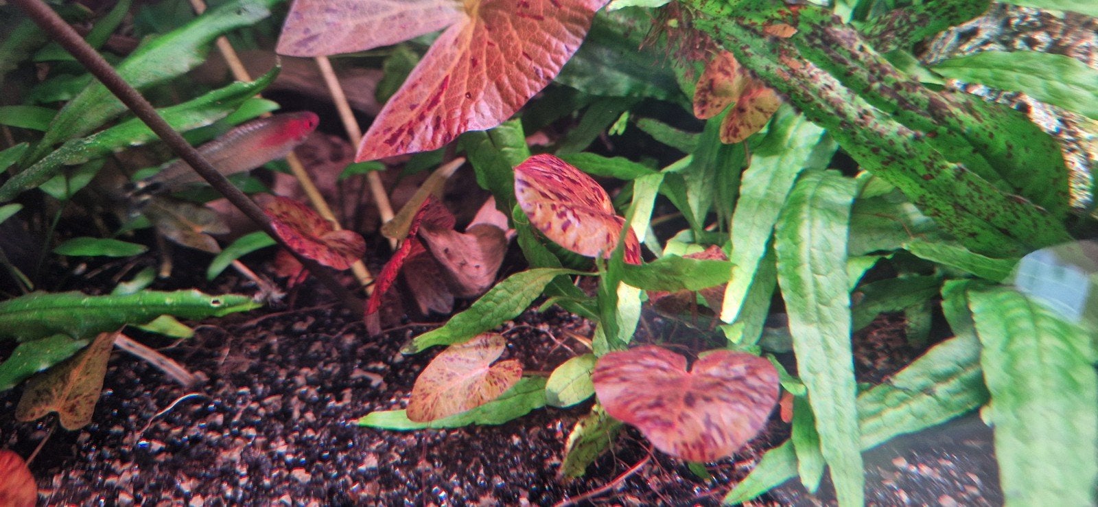 Aquarium planten pakketje 4 soorten met rode Tijgerlotus, Dieren en Toebehoren, Vissen | Aquaria en Toebehoren, Ophalen of Verzenden