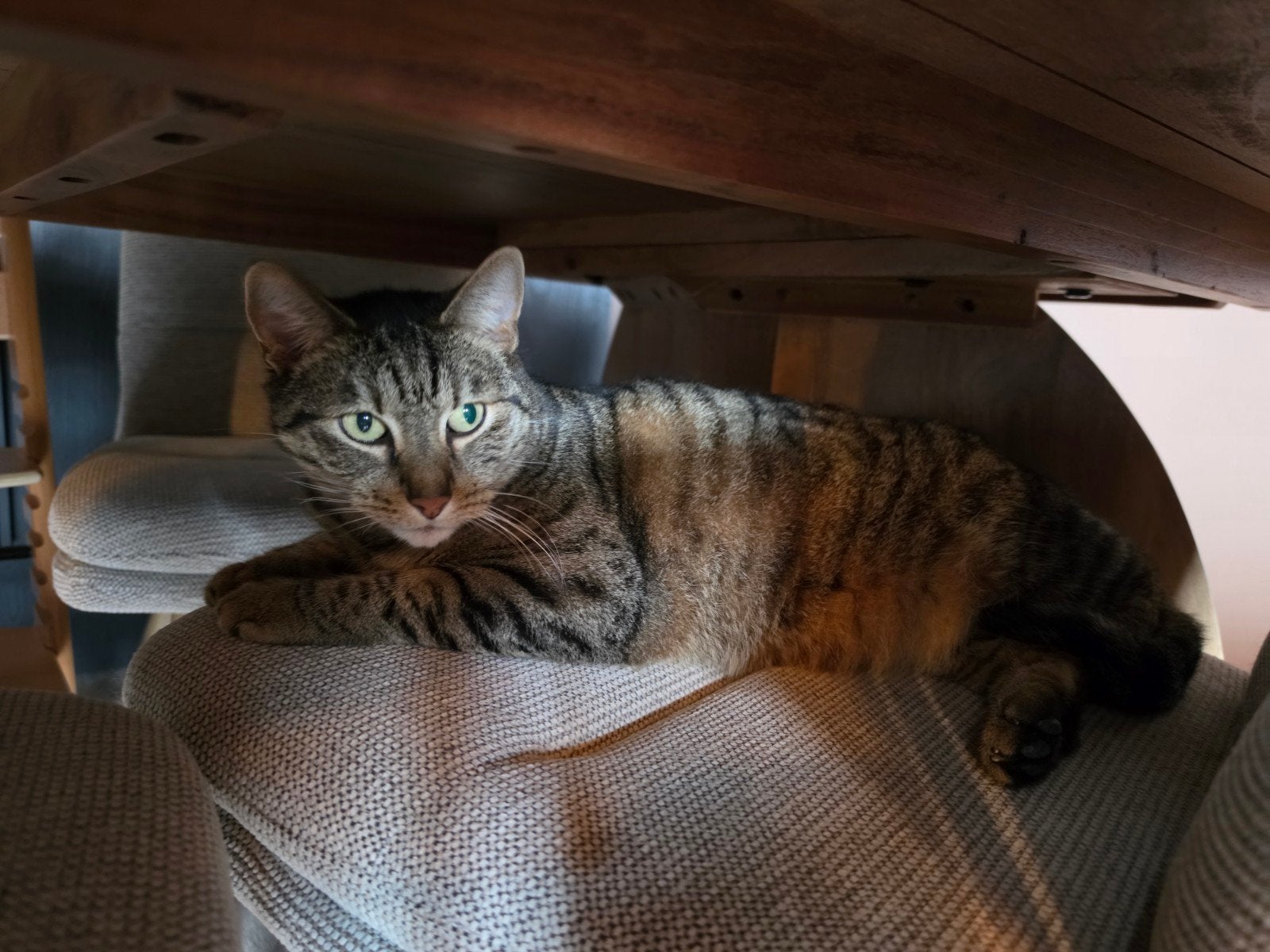 spoed huisje gezocht, Kater, Kortharig, 3 tot 5 jaar