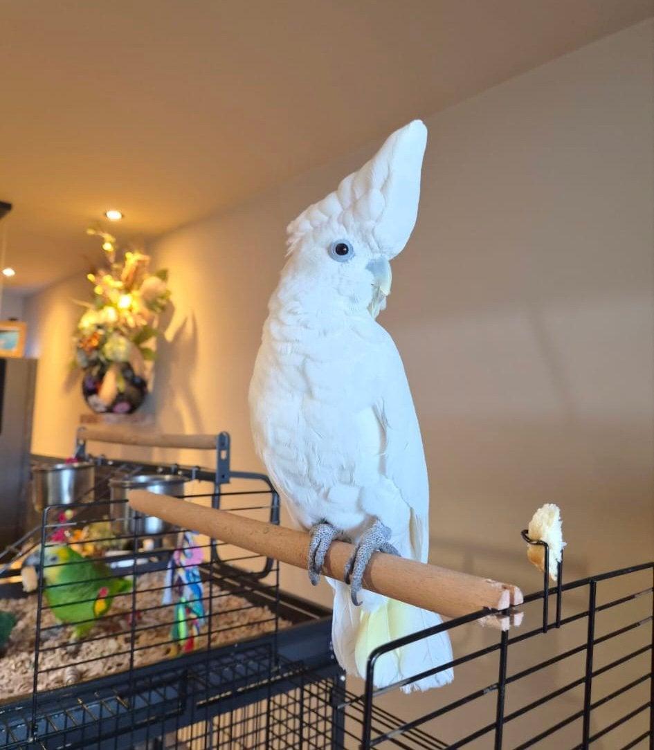 Ducorps kaketoe snowy super tam zoekt een warm huis, Mannelijk, Papegaai, Tam
