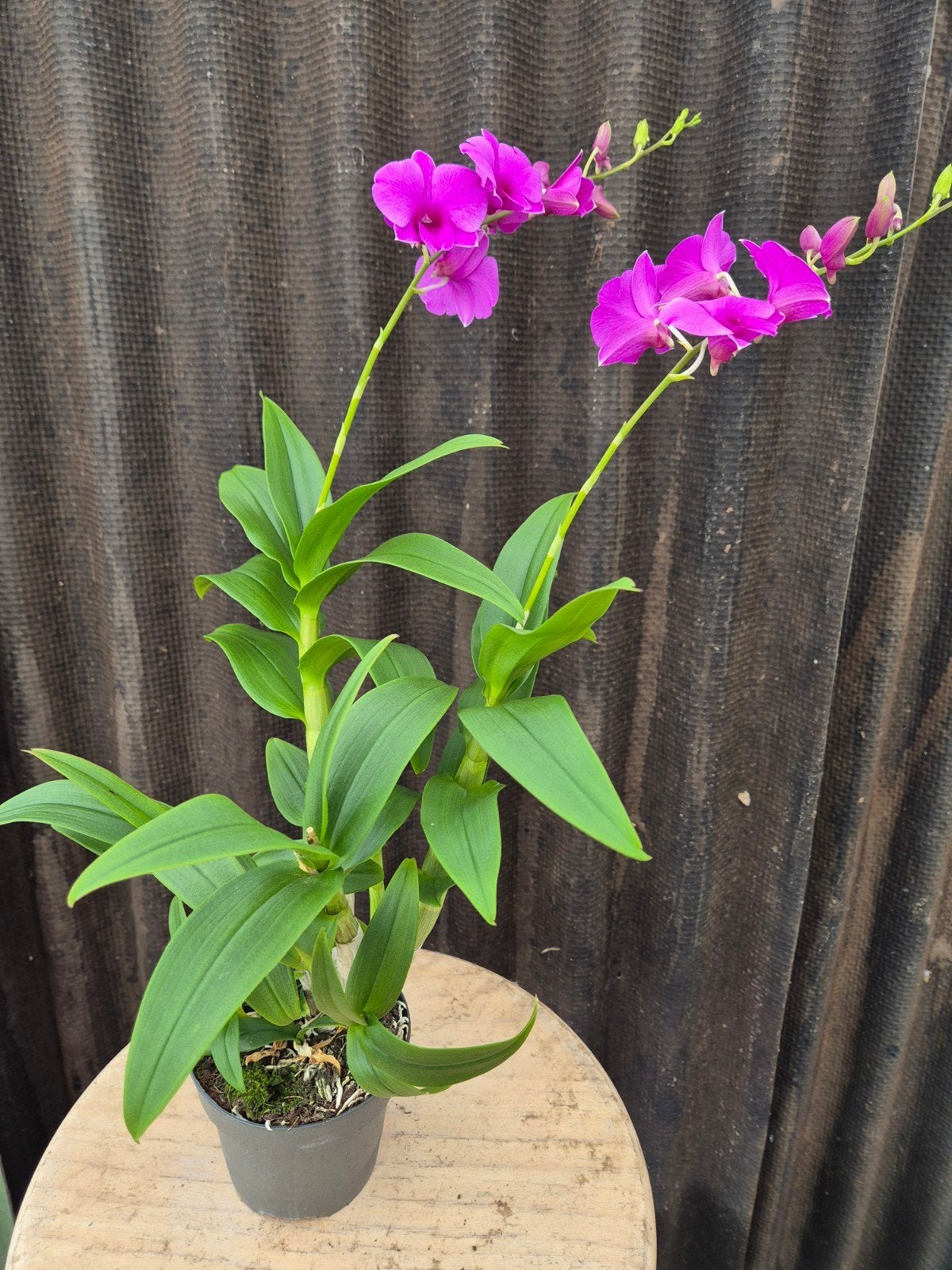 Orchidee Sa Nook p12 (1), Ophalen of Verzenden, Halfschaduw, Minder dan 100 cm