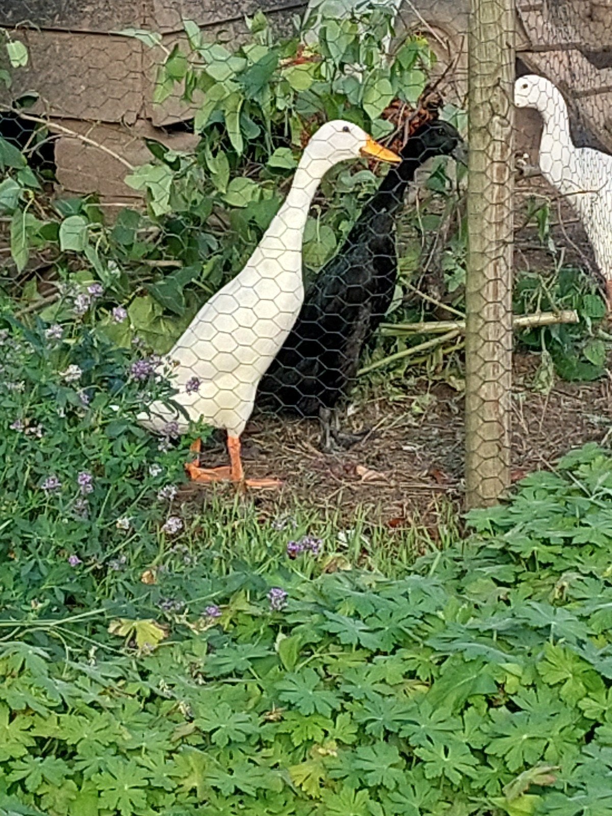Indische loopeend, wit vrouwtje, Vrouwelijk