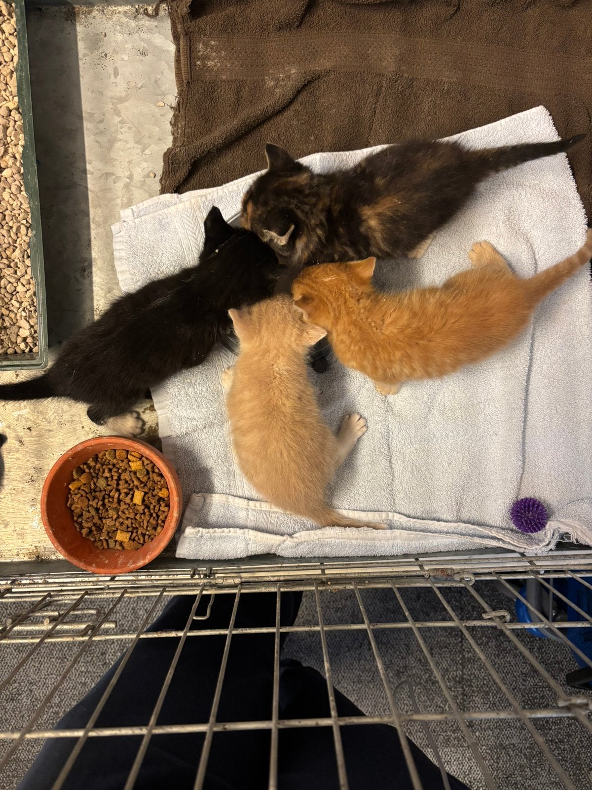 Prachtig mooi nestje Boerderijkittens, Meerdere dieren