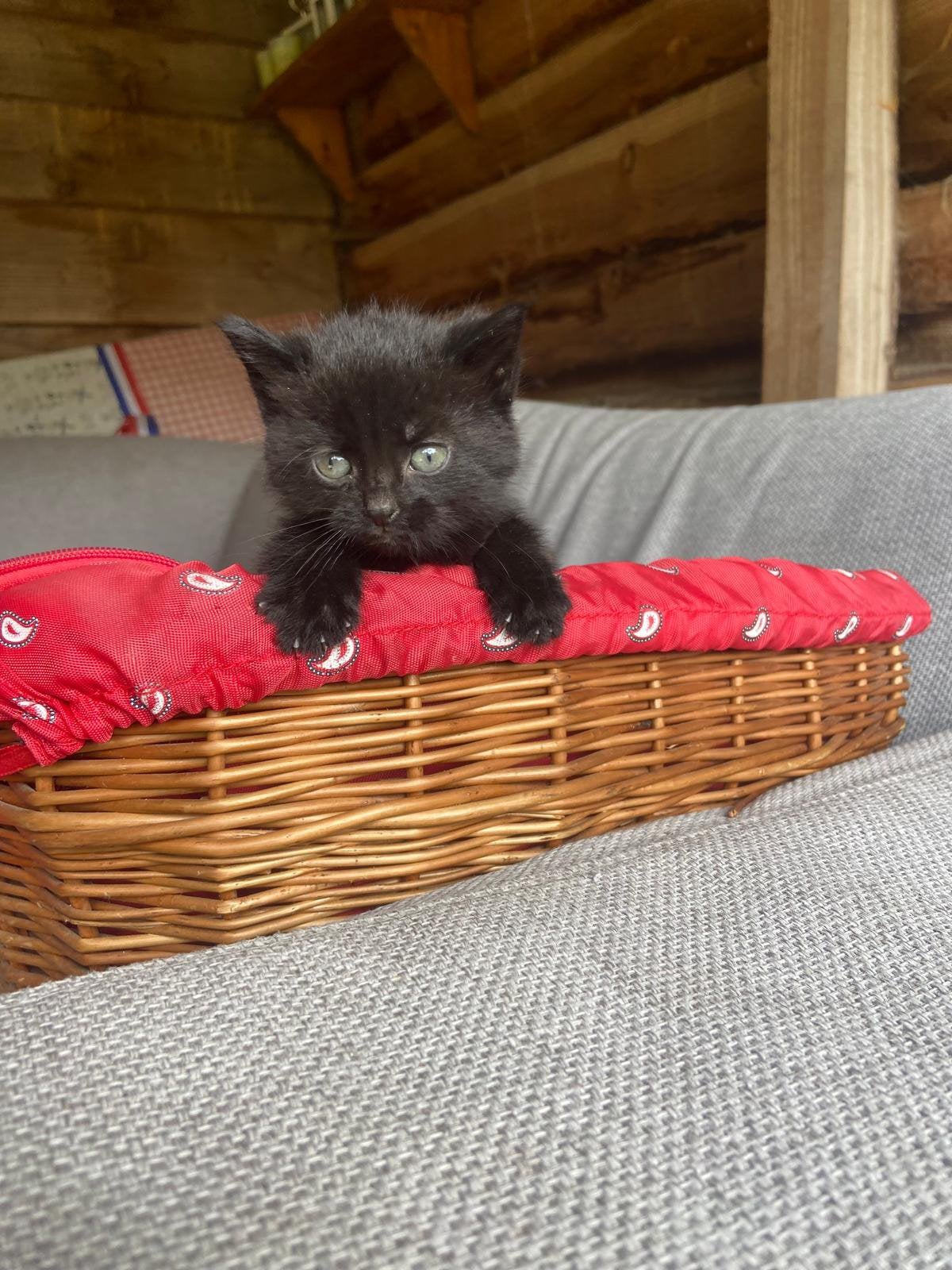 Noorse boskat kitten 😻, Meerdere dieren, Ontwormd, 0 tot 2 jaar
