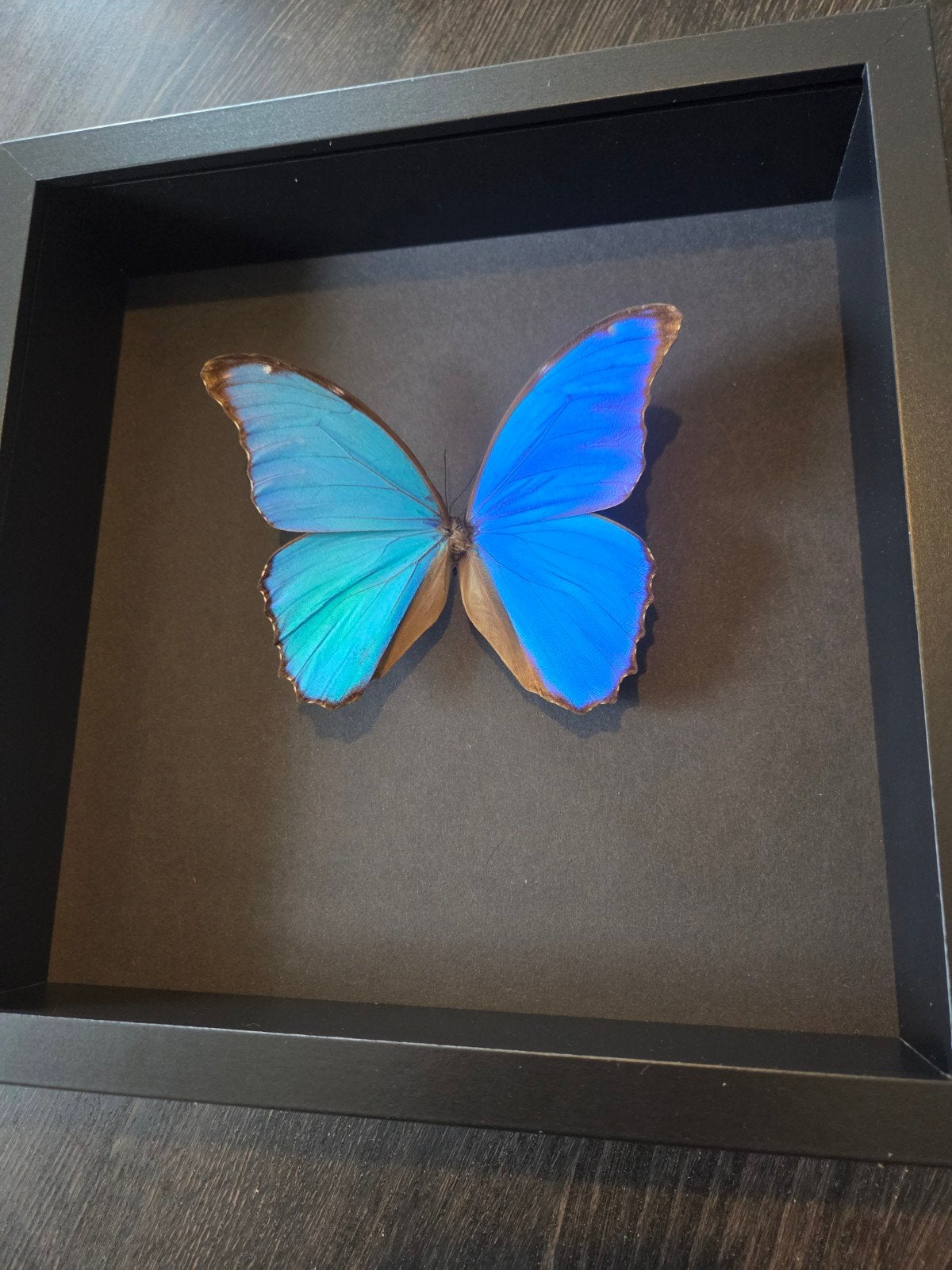 Morpho didius - blauwe Morpho vlinder in lijst - taxidermie, Ophalen of Verzenden, Zo goed als nieuw, Insect, Opgezet dier