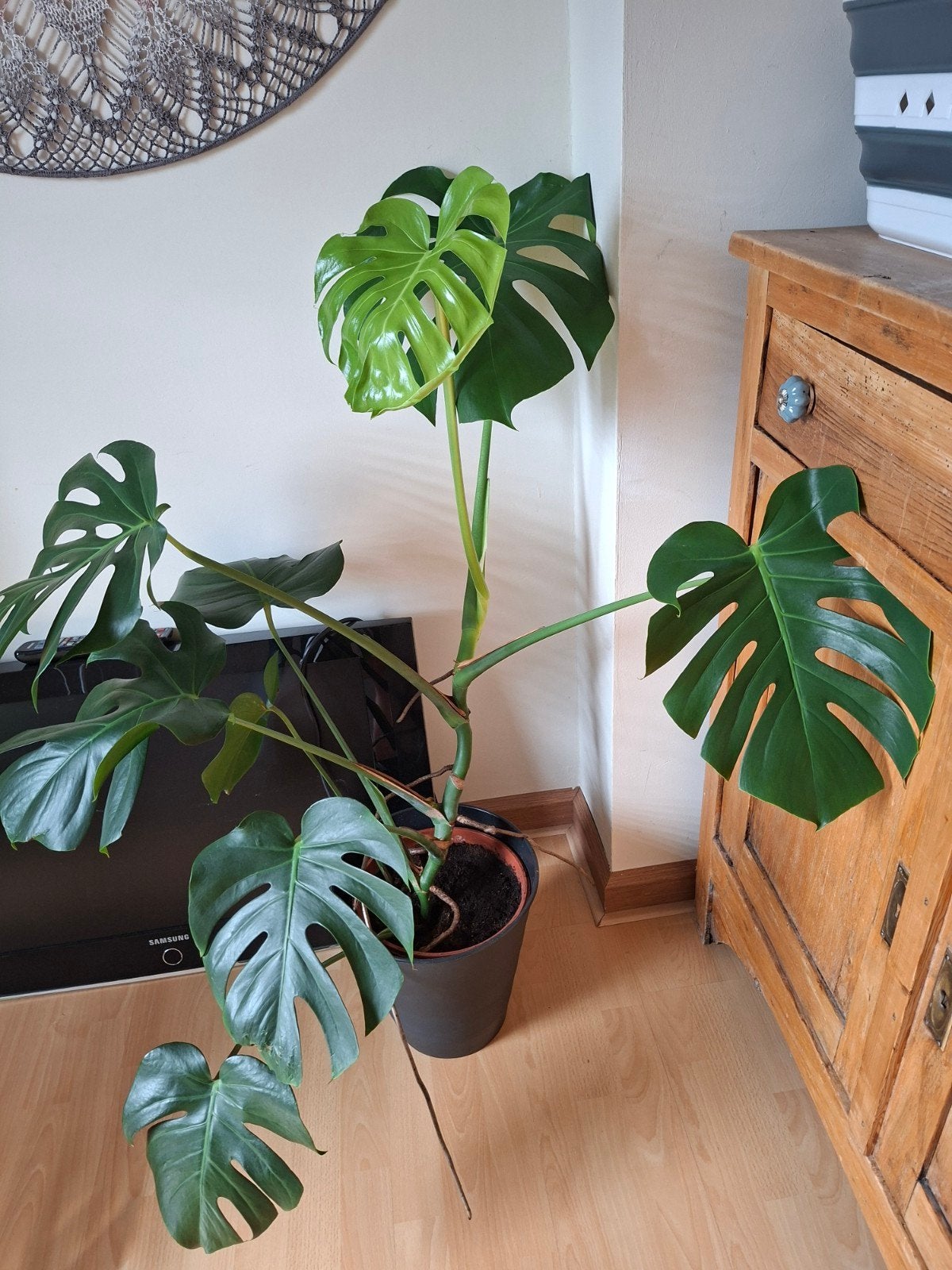Monstera, Ophalen, In pot, Halfschaduw, Minder dan 100 cm