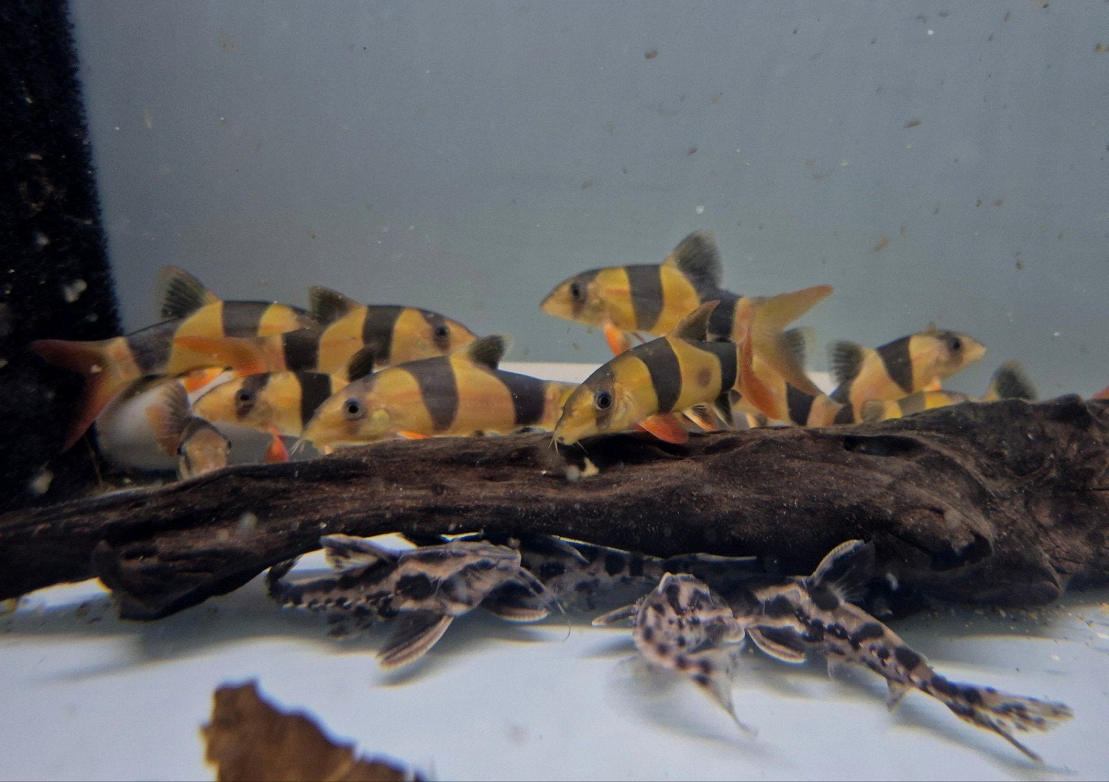 botia macracantha clown botia, Dieren en Toebehoren, Vissen | Aquariumvissen, Vis, Zoetwatervis