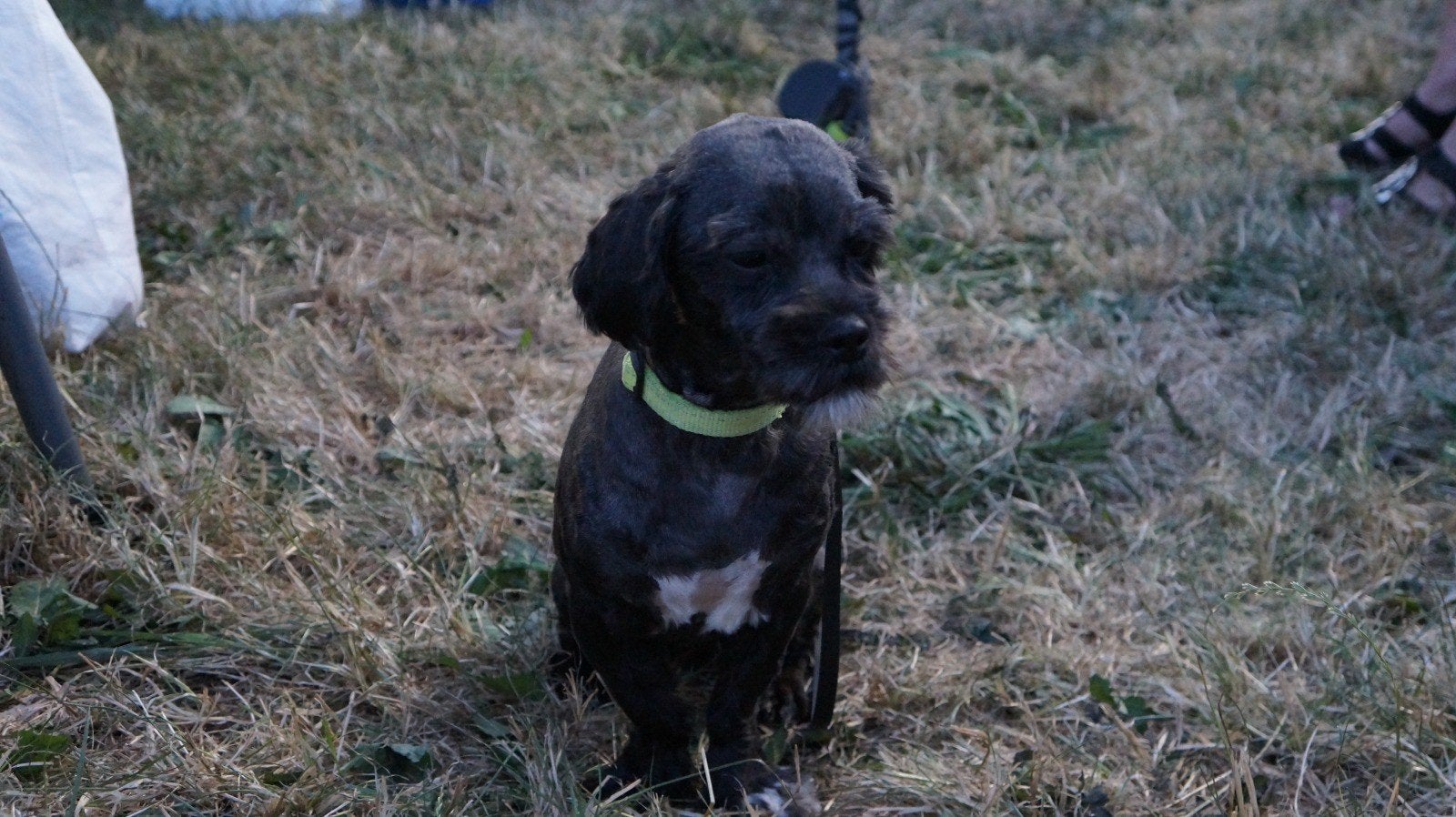 goed huis gezocht iemand met meer geduld. boomer hondje, Reu, 1 tot 2 jaar, Eén hond, Klein