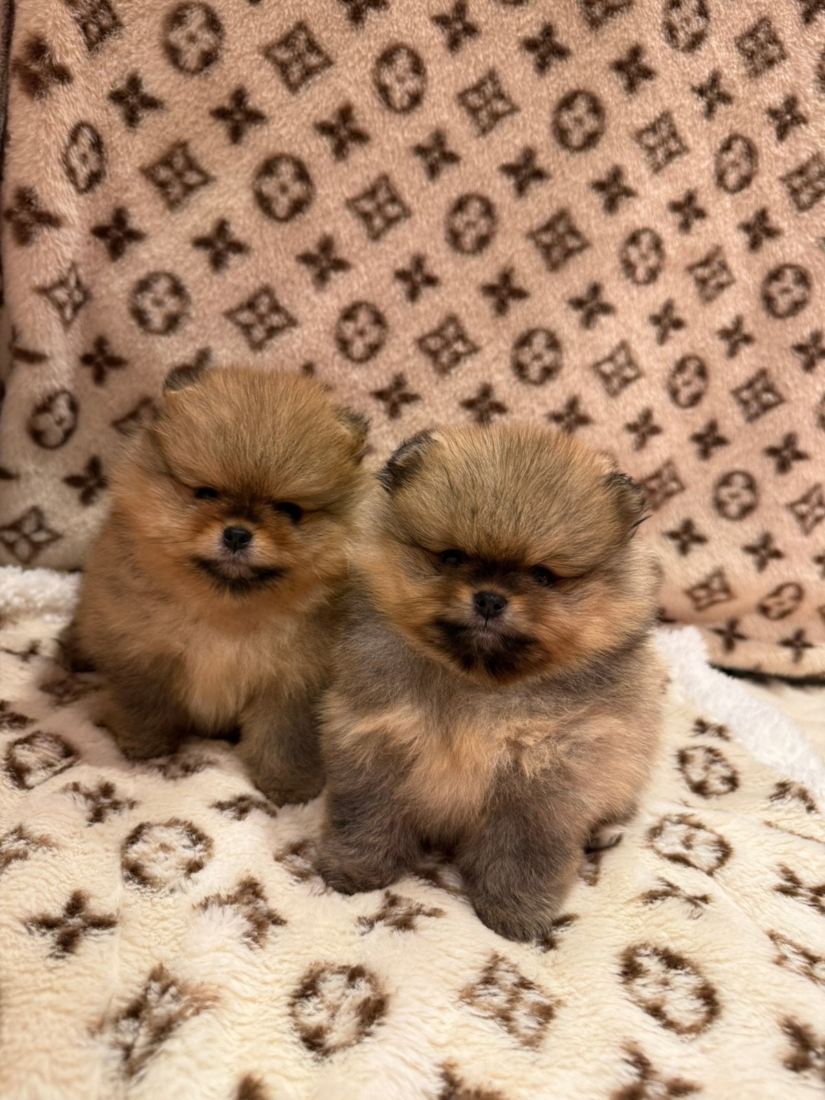 pomeranian  pomeriaan Dwergkees puppy's geteste ouders, Keeshond, 8 tot 15 weken, Parvo, Teef