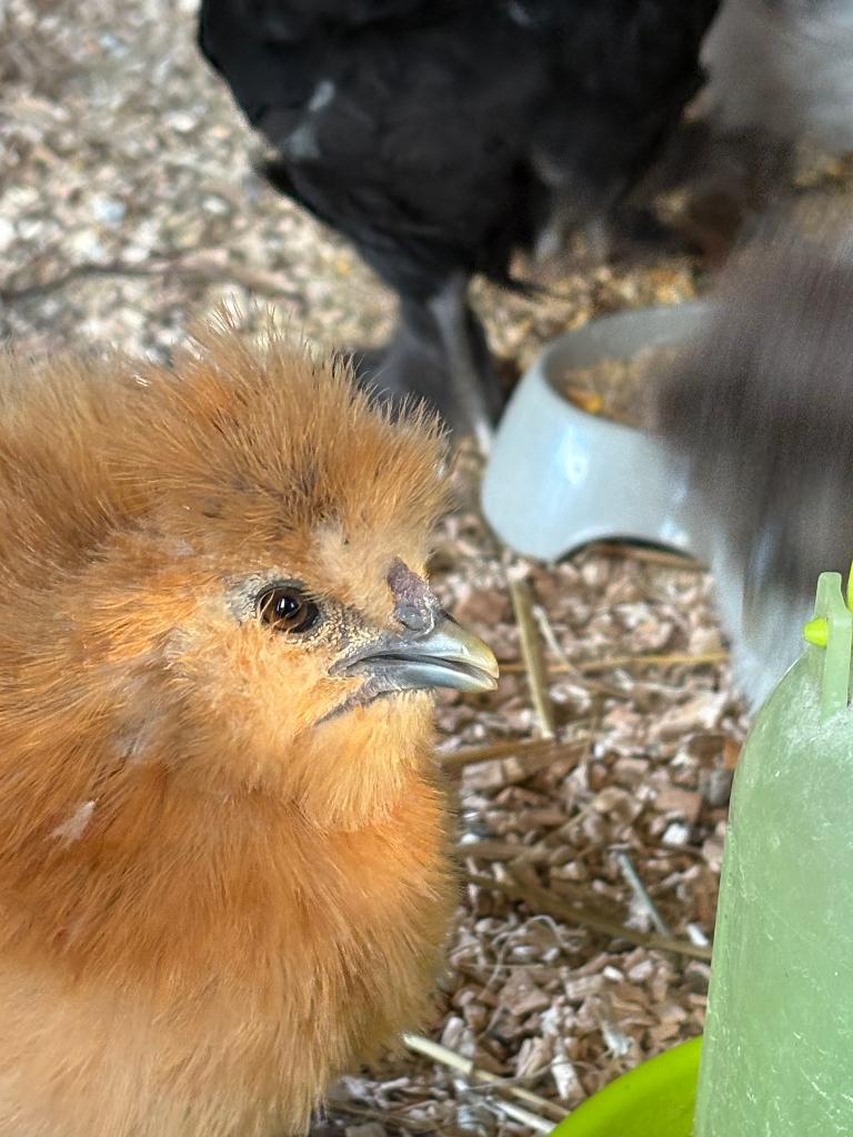 Zijdehoender haan, Dieren en Toebehoren, Mannelijk, Kip