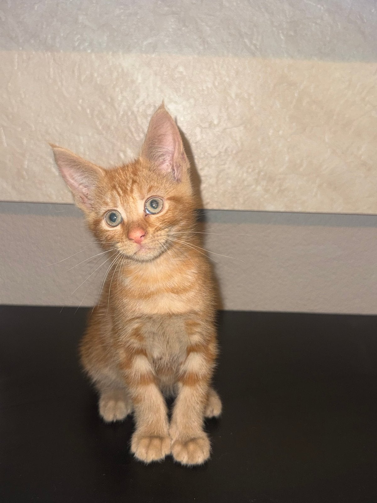 Lieve Maine Coon x katertje zoekt een liefdevol huisje, Dieren en Toebehoren, Katten en Kittens | Raskatten | Langhaar, Kater
