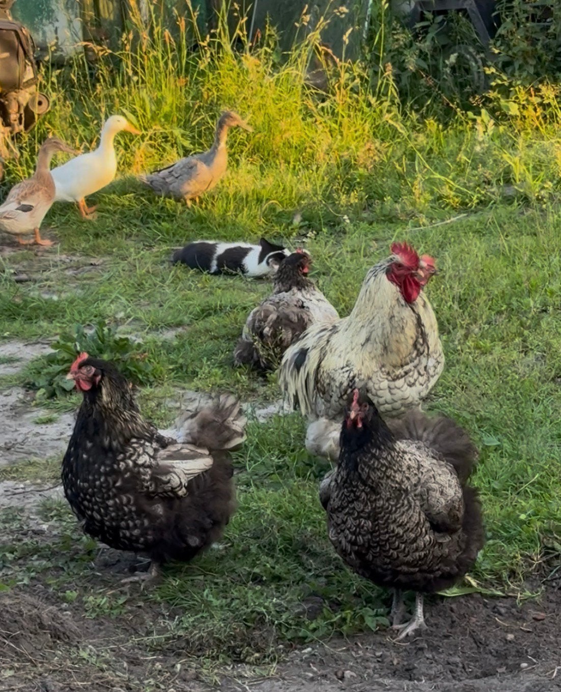 Vriendelijke orpington kippen (grote variant, hennen), Dieren en Toebehoren, Pluimvee, Meerdere dieren, Kip