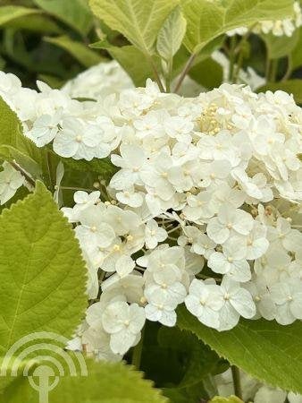Hydrangea arbor. Strong Annabelle Hortensia Strong Annabel, Overige soorten, Vaste plant, Verzenden, Halfschaduw