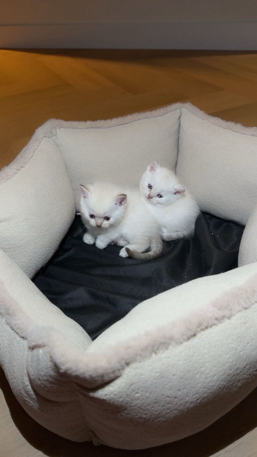 BRITSE KORTHAAR KITTENS, Ontwormd