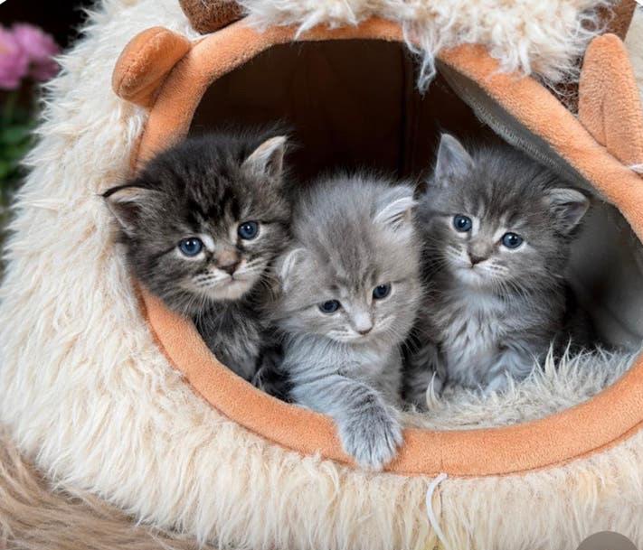 Maine Coon x Noorse Boskat kittens, Meerdere dieren, Ontwormd