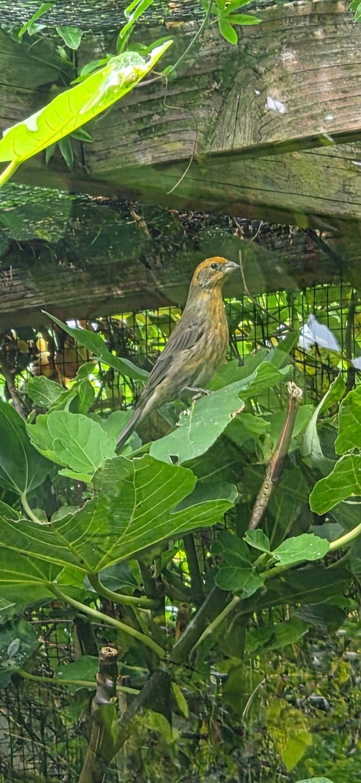 Mexicaanse roodmus, drie koppels, Meerdere dieren, Tropenvogel