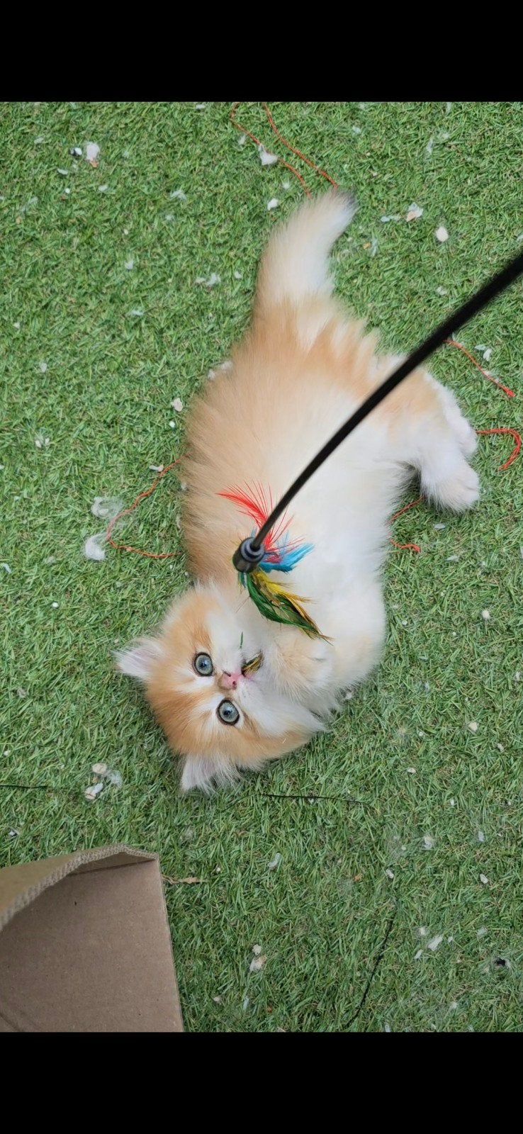 Mooie British Golden kittens zoeken een liefdevol thuis, Meerdere dieren, 0 tot 2 jaar