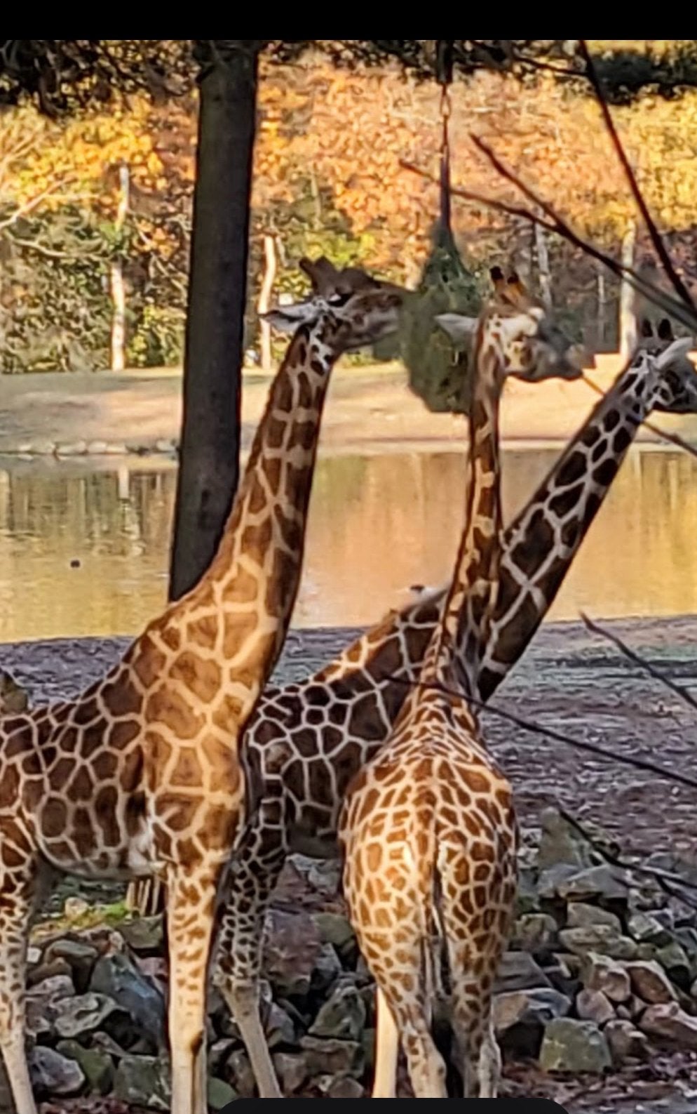 4 kaartjes Burger Zoo - €40, Tickets en Kaartjes, Drie personen of meer, Ticket of Toegangskaart