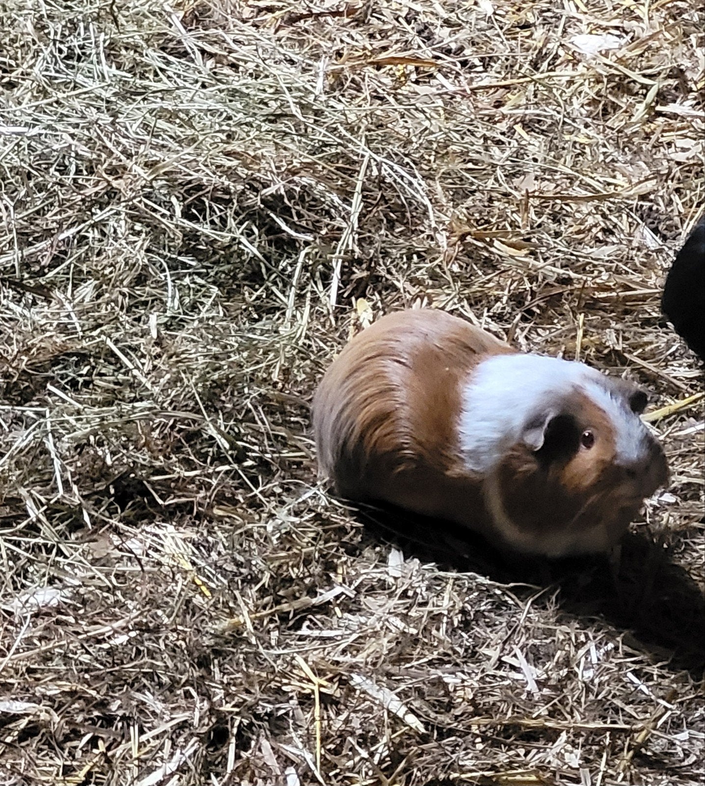 2 cavia zeugjes, Dieren en Toebehoren, Knaagdieren, Mei, Vrouwelijk, Cavia