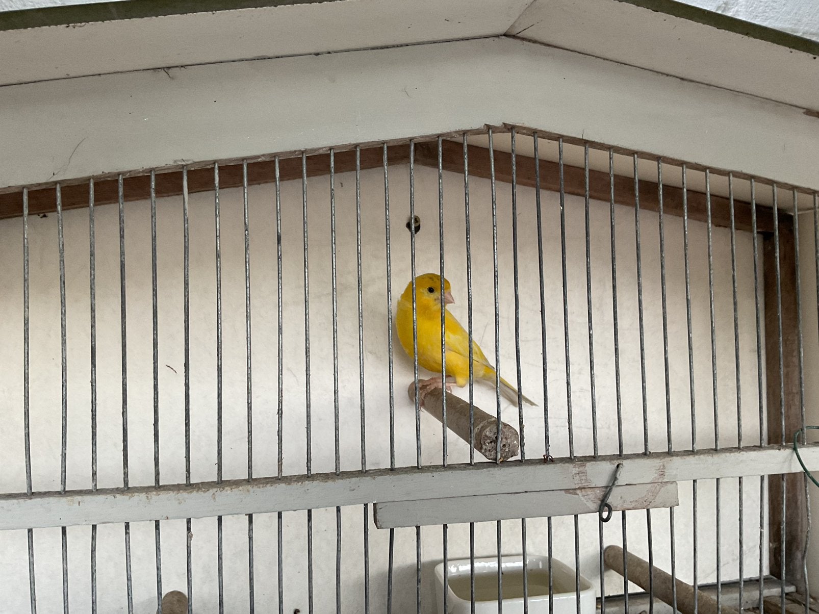 Kanarie man, Dieren en Toebehoren, Mannelijk