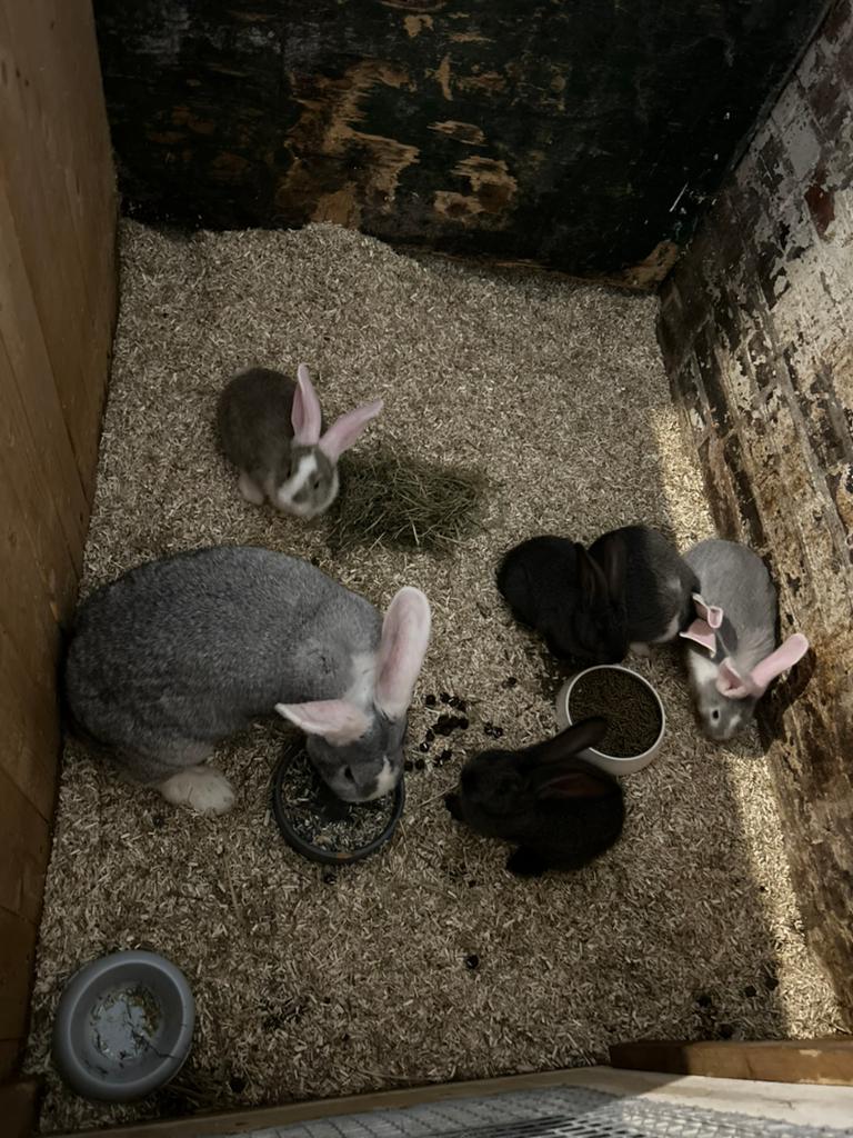 Duitse reuzen jonge konijnen witoor en blauw/grijs, Dieren en Toebehoren, Meerdere dieren, Groot, 0 tot 2 jaar